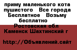 приму маленького кота пушистого - Все города Бесплатное » Возьму бесплатно   . Ростовская обл.,Каменск-Шахтинский г.